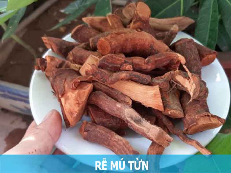 Mú từn ngâm chung với cây gì để hiệu quả nhất